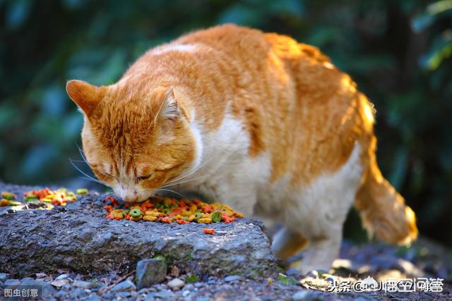 野猫八翻:来了一只野猫天天偷吃家里东西，还把家里弄得乱七八糟，怎么办？