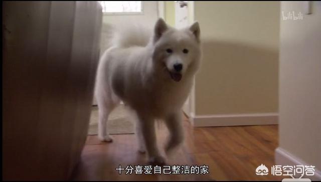 沉默的斗牛犬博客:中文互联网的产出在渐渐枯萎吗？