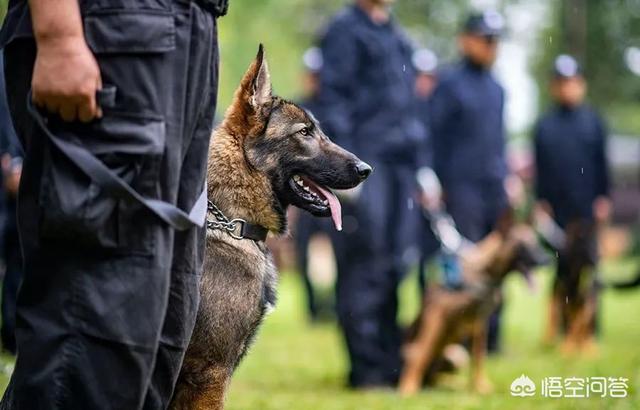 金佳骏犬业:克隆警犬光荣入警，宠物克隆却遭质疑，同是克隆为何不同？