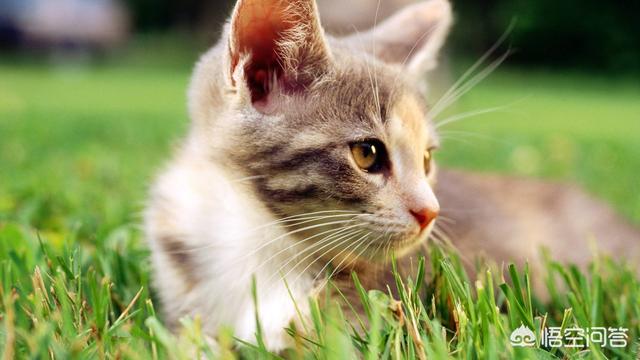 怎么确定猫认主人了咕噜咕噜:猫喜欢主人有什么表现，怎么知道猫喜不喜欢自己？