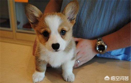 怎样挤肛门腺:肛瘘用什么洗最好 柯基犬不挤肛门腺有什么后果？