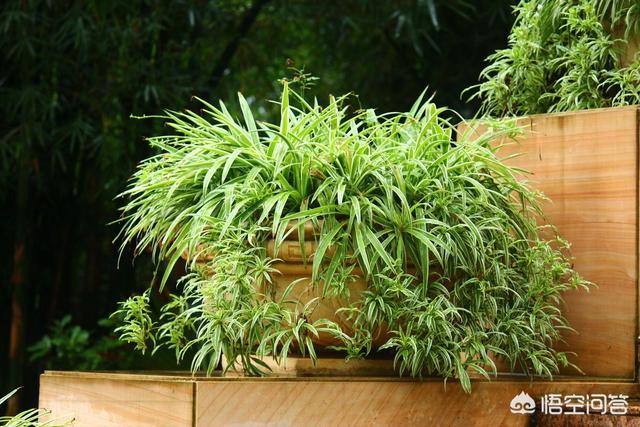 展叶鸟巢蕨吸甲醛吗:吸甲醛比较好的植物有哪些？谁能说一下？