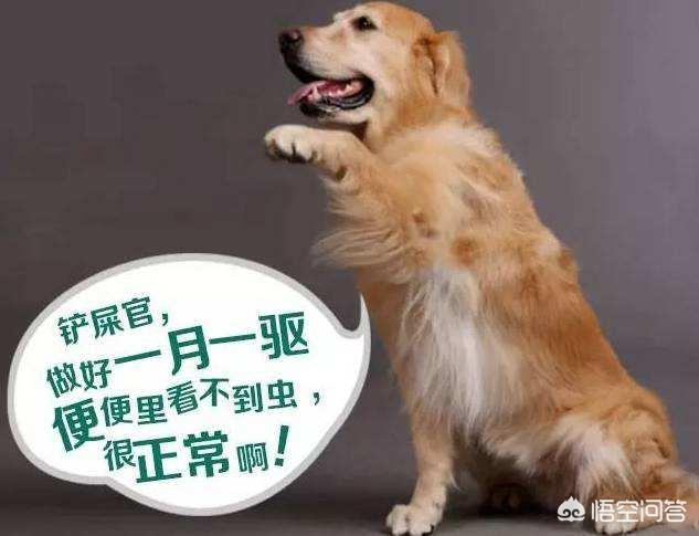 东莞金毛犬吧:金毛纯色的好还是黄白相间的好？