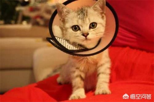人 猫藓初期痒吗: 猫藓有没有潜伏期，猫咪生猫藓有潜伏期吗？