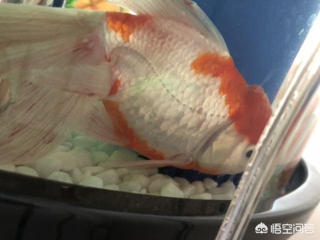 黄曼龙鱼身上长红斑:全部趴在鱼缸底不愿动，身上有红斑点，鱼得了什么病？