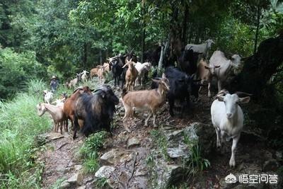 海狸鼠饮养栏:怎么养殖才能让山羊生产率高？