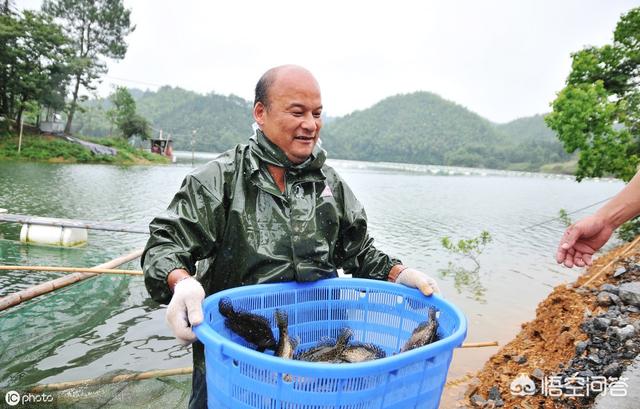 桂花鱼的生活习性:饲养鳜鱼池出现浑水是什么原因？