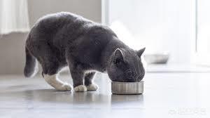 猫罐头vitakraft:猫罐头里有卡拉胶，对猫咪有害吗？ 猫罐头狗能吃吗
