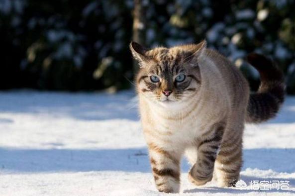 新手养猫注意事项两个月:两个月的宝宝能接触猫吗？
