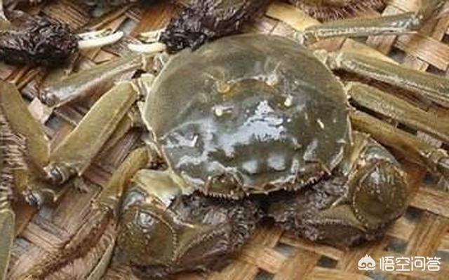 大闸蟹的正确吃法是怎样的？