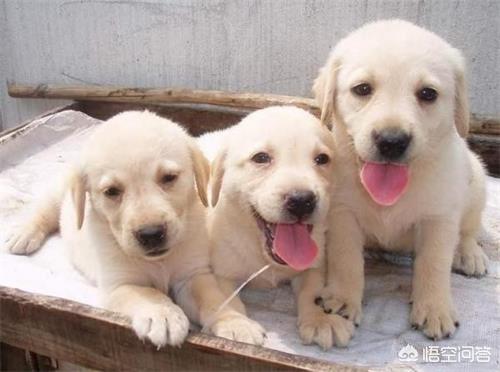 奥达猎犬拉肚子怎么办: 拉布拉多吃馒头拉稀，拉布拉多吃馒头拉稀怎么回事？ 奥达猎犬掉毛严重吗
