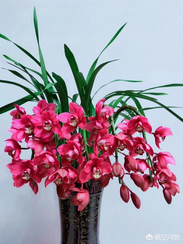 九子大花蕙兰图片大全:开花的大花惠兰怎么养护管理，请教一下？