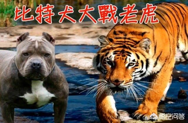 斗狗比赛咬死狗直播:一只东北虎能否打赢三只比特犬？