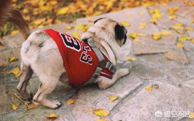 挤肛门腺了:一直不给巴哥犬挤肛门腺会怎么样？