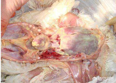 鸡脑脊髓炎病:鸡脑脊髓炎病毒 秋季常见鸡病分析，秋季鸡群最容易感染哪种疾病？需要怎样预防？