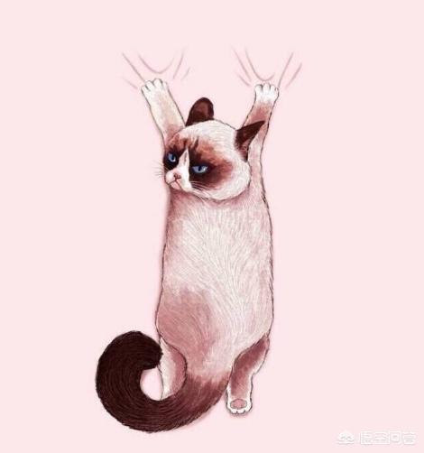 冬天半夜猫叫:晚上猫像哭了一样叫，猫咪发出像小孩的哭声，是怎么回事？