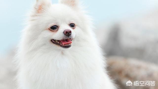 博美犬视频:养博美犬前要了解什么事，不然可能会后悔？