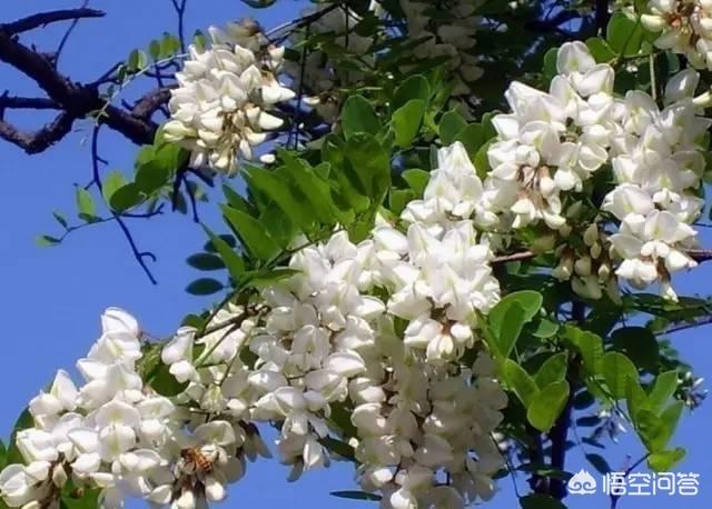 头条问答 吃槐花的好处有哪些 金兰中医学社的回答 0赞