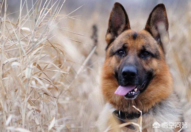 德国牧羊犬图片:德国牧羊犬有三大基础血系，六大主流血系。是什么血系？