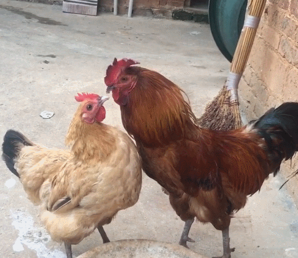 头条问答 - 小区里面一楼住户带小院子能不能养鸡鸭等夏天味道很大都