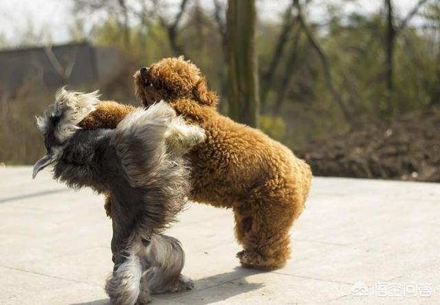 雪纳瑞卡通图片高清:为什么雪纳瑞越来越少人养？