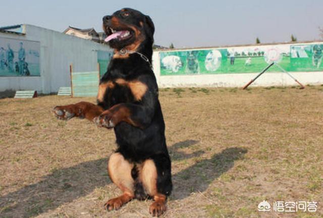 美国防暴犬罗威纳图片:为什么很多养罗威纳的人都是非常“骄傲”的呢？