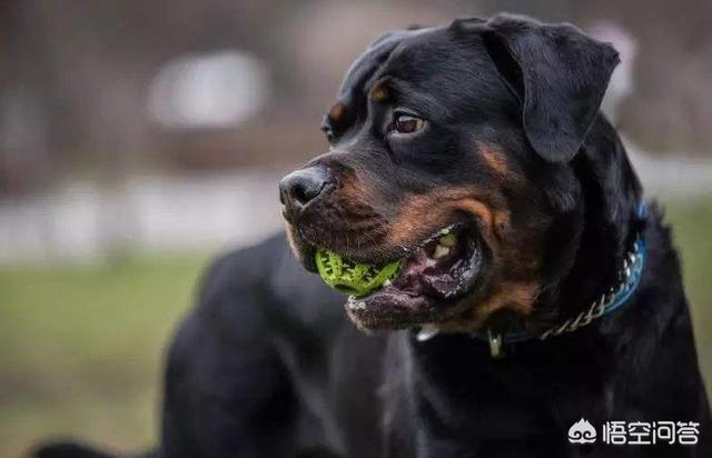 美国防暴犬罗威纳图片:为什么很多养罗威纳的人都是非常“骄傲”的呢？