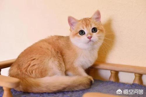 猫咪品种大全及图片鲜罗猫:新手养猫暹罗猫英短和美短哪种猫更适合呢？