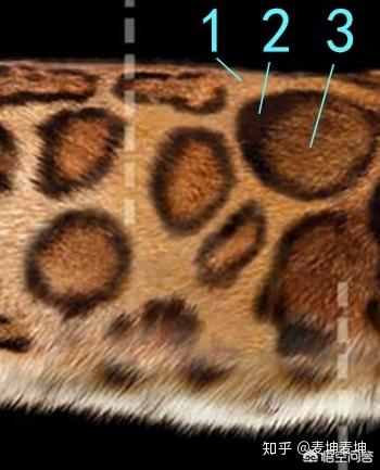 猫咪品种介绍之孟加拉豹猫篇:两个月大的豹猫爱咬人怎么办？
