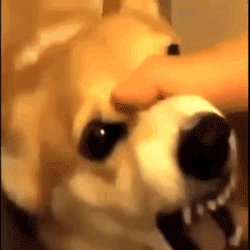 250_250gif 动态图 动图