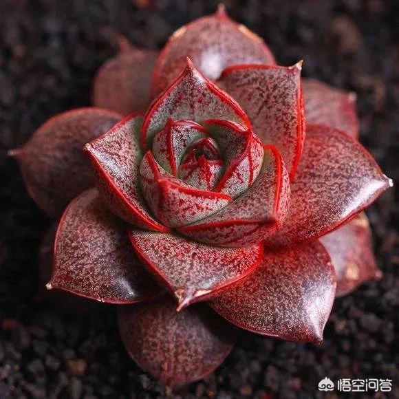 大和锦老桩配土:大和锦怎么种植，大和锦养殖方法和繁殖技术？