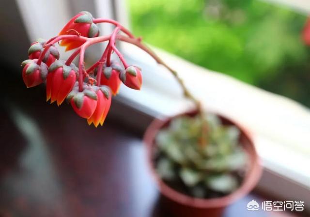 大和锦老桩配土:大和锦怎么种植，大和锦养殖方法和繁殖技术？