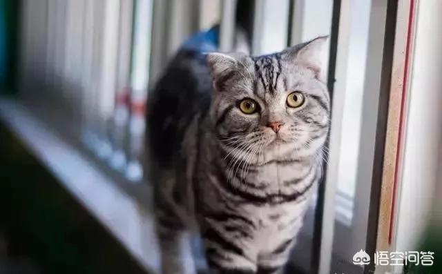 猫咪品种大全及图片:中国自己的猫都有些什么品种？ 猫咪品种大全及图片和名字