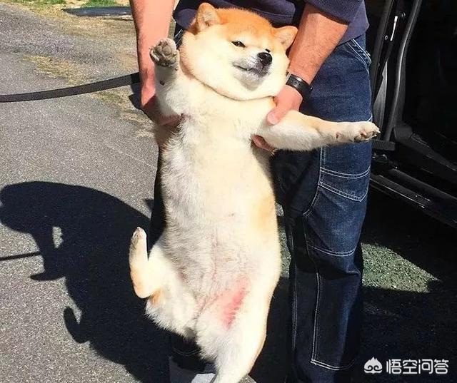 狗和狼的DNA一样吗？插图11