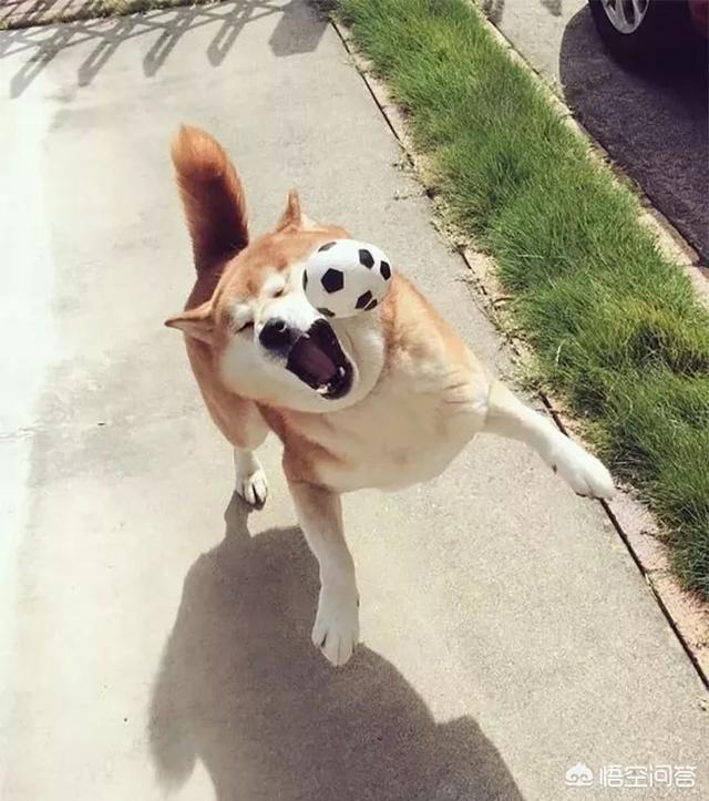 狗和狼的DNA一样吗？插图8