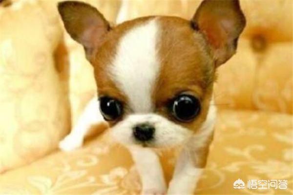 世界十大猎犬名狗排名榜:打猎的狗，有哪些品种值得推荐？