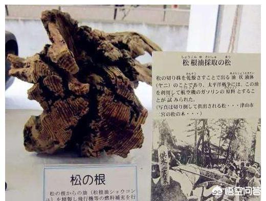 马来西亚壮阳树根，二战日本被逼到绝路上时为何出现了全国疯狂挖松树根的狂潮？