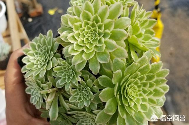 多肉植物翡翠景天小苗:翡翠景天多肉繁殖方法视频 多肉法师翡翠冰好养吗？需要什么样的介质？容易度夏吗？
