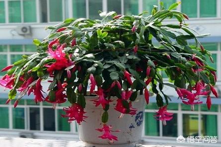 假昙花和蟹爪兰哪个好养:蟹爪兰是喜阴植物，还是喜阳植物？