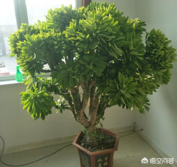 麒麟掌图片:我养的玉麒麟换土后瘦了，是不是没服盆？