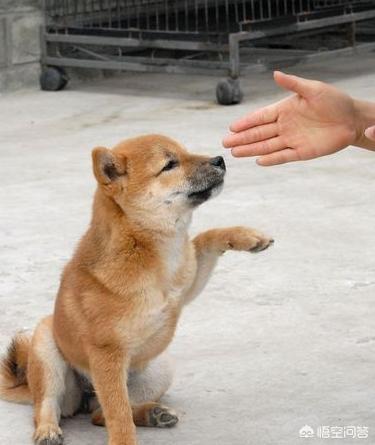 狗狗101柴犬训练:柴犬性格这么固执，应该怎么去训练比较好？