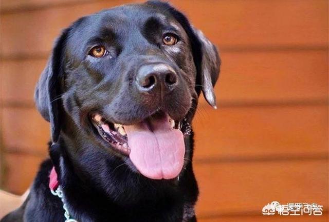 导盲犬珍妮 寄养家:出来打工一年了，过年回家我家狗狗还能认识我吗？