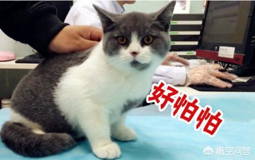 猫白血病:家养的猫咪该注射什么疫苗？