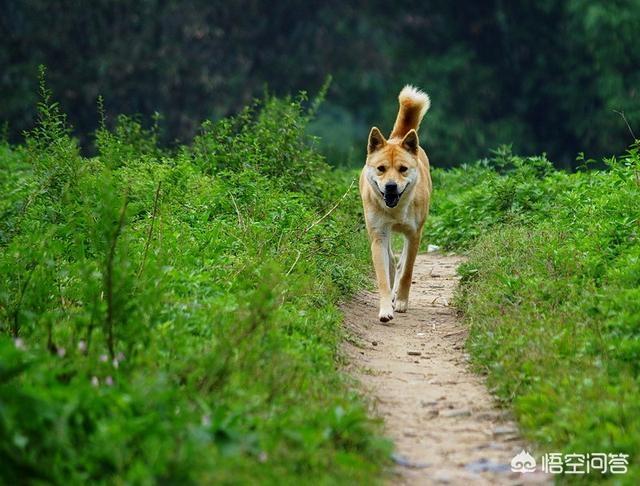 最好的家庭护卫犬:最好的家庭护卫犬排名 全世界最具护卫的犬种是哪一种？