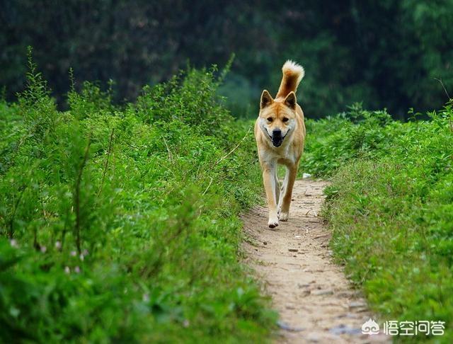 法国波尔多犬好训吗:法国波尔多犬斗犬 全世界最具护卫的犬种是哪一种？