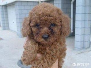 中型泰迪犬多少钱一只:泰迪犬如果讨厌你，会有什么样的行为表现出来？
