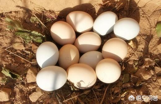 曾经“供不应求”的土鸡蛋，如今无人问津，农民不解，这是为啥？