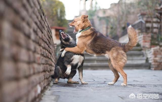 宠物牵引带:狗狗如何正确佩戴牵引绳？