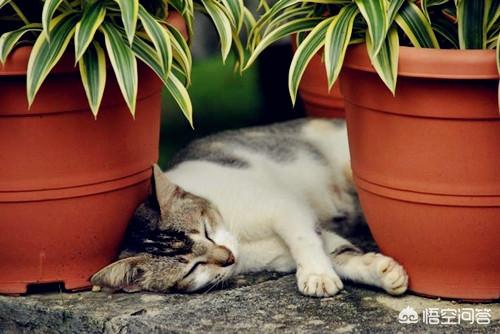 夏天猫咪食欲不振怎么办:猫咪换季不爱吃饭怎么办？