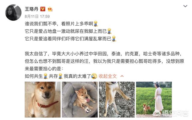 王珞丹领养瓢哥:明星们从蘑菇屋领养的狗狗现在都怎么样了